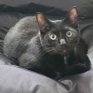 Meet your Posher, Melody